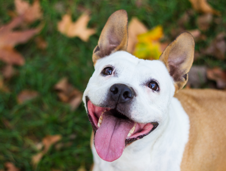 Animal Hospital in St. Helens